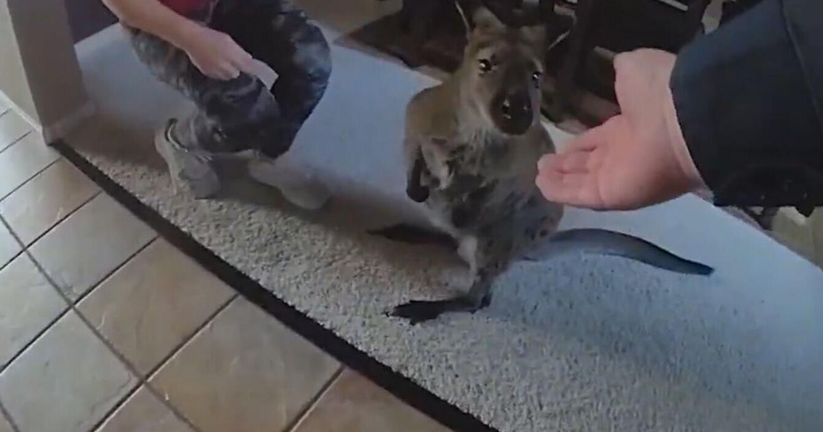 Colorado deputies track down "Charlie the Wallaby" seen running around Highlands Ranch neighborhood