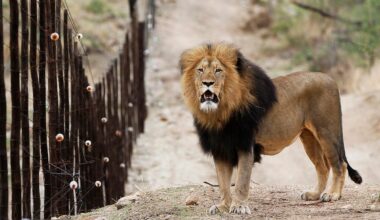 Study Suggests Removing Fences in Southern Africa to Benefit Wildlife and Livestock