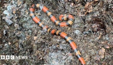 The photo shows a snake curled up on the ground. I has orange, yellow and black markings. It's laid on lots of brown, muddy leaves.