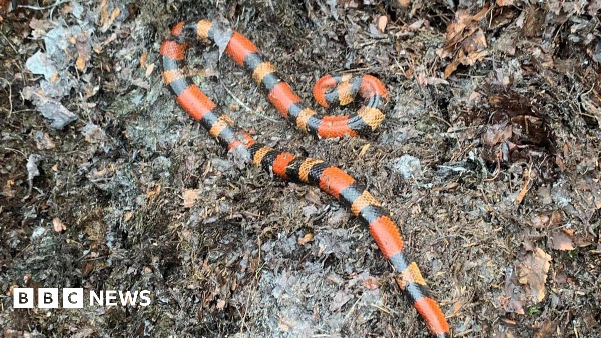 The photo shows a snake curled up on the ground. I has orange, yellow and black markings. It's laid on lots of brown, muddy leaves.