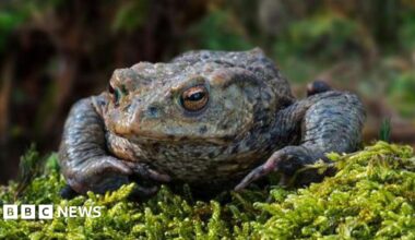 A toad is sitting on moss in a close-up photograph. There is countryside in the background, which is blurred.