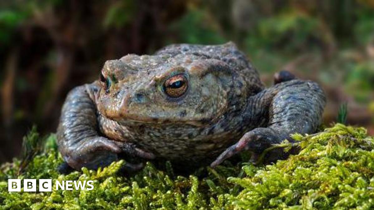 A toad is sitting on moss in a close-up photograph. There is countryside in the background, which is blurred.
