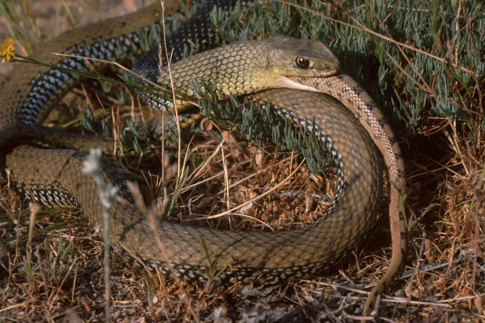 Montpellier Snake (Malpolon monspessulanus) eating another snake Carlos Sanz/VWPics/Universal Images Group via Getty