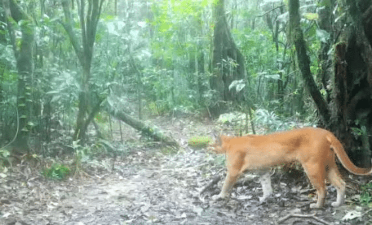 Elusive 'fire Tiger' Caught On Camera A Rare Moment In Thailand’s Wild