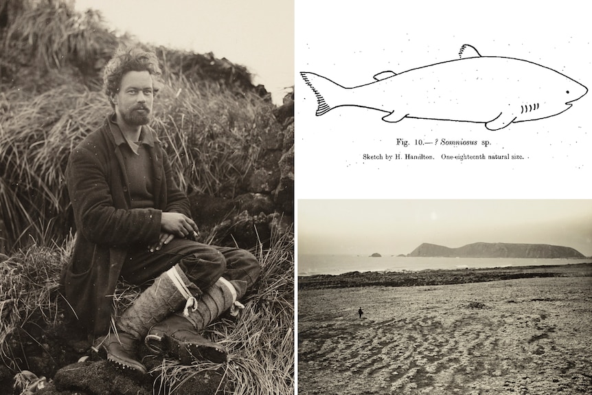 Three images including an old photo of a bearded young man on a rock in front of grass, a shark sketch and an island photo.