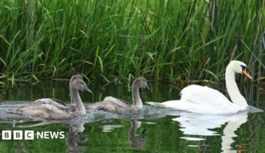 Three cygnets swimming on water behind an adult swan