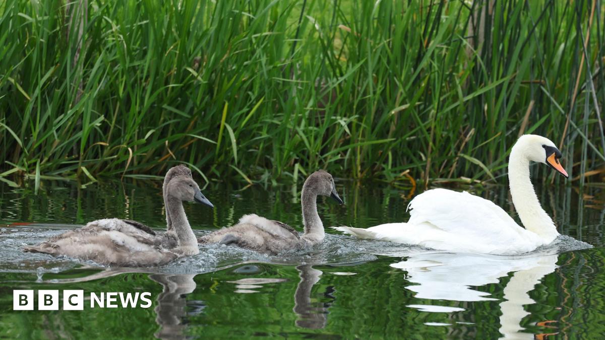Three cygnets swimming on water behind an adult swan