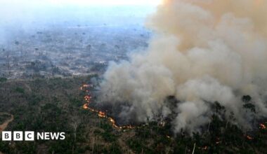 A group of cattle walk through a wet, marshy field. The animals have a mixture of black and brown coats. Water splashes up their legs as they move. Rough grasses and reeds fill the foreground, with a soft green field in the background.