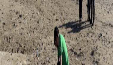 'Highly unusual' sperm whale calf strands in Cornwall and Devon - BBC