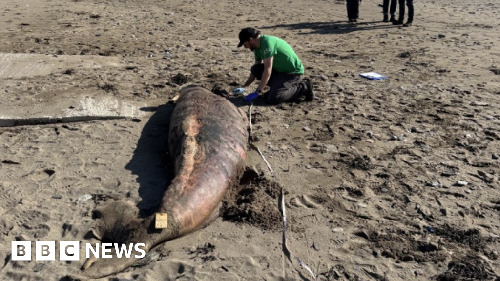 'Highly unusual' sperm whale calf strands in Cornwall and Devon - BBC