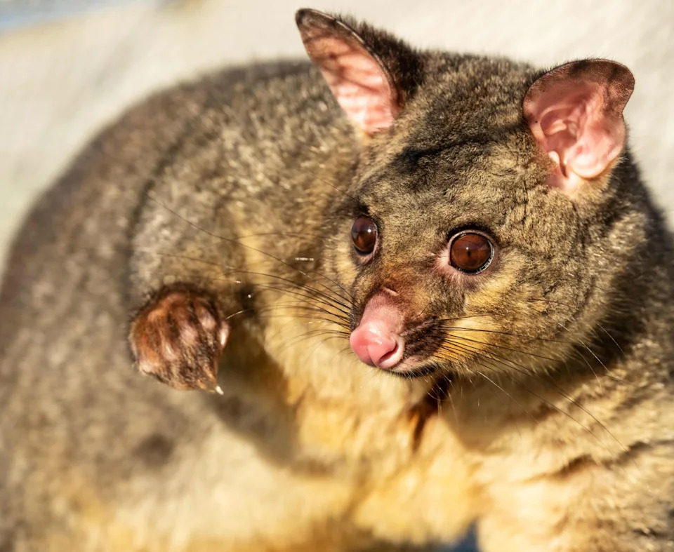 A large brushtail possum on New Zealand's South Island.