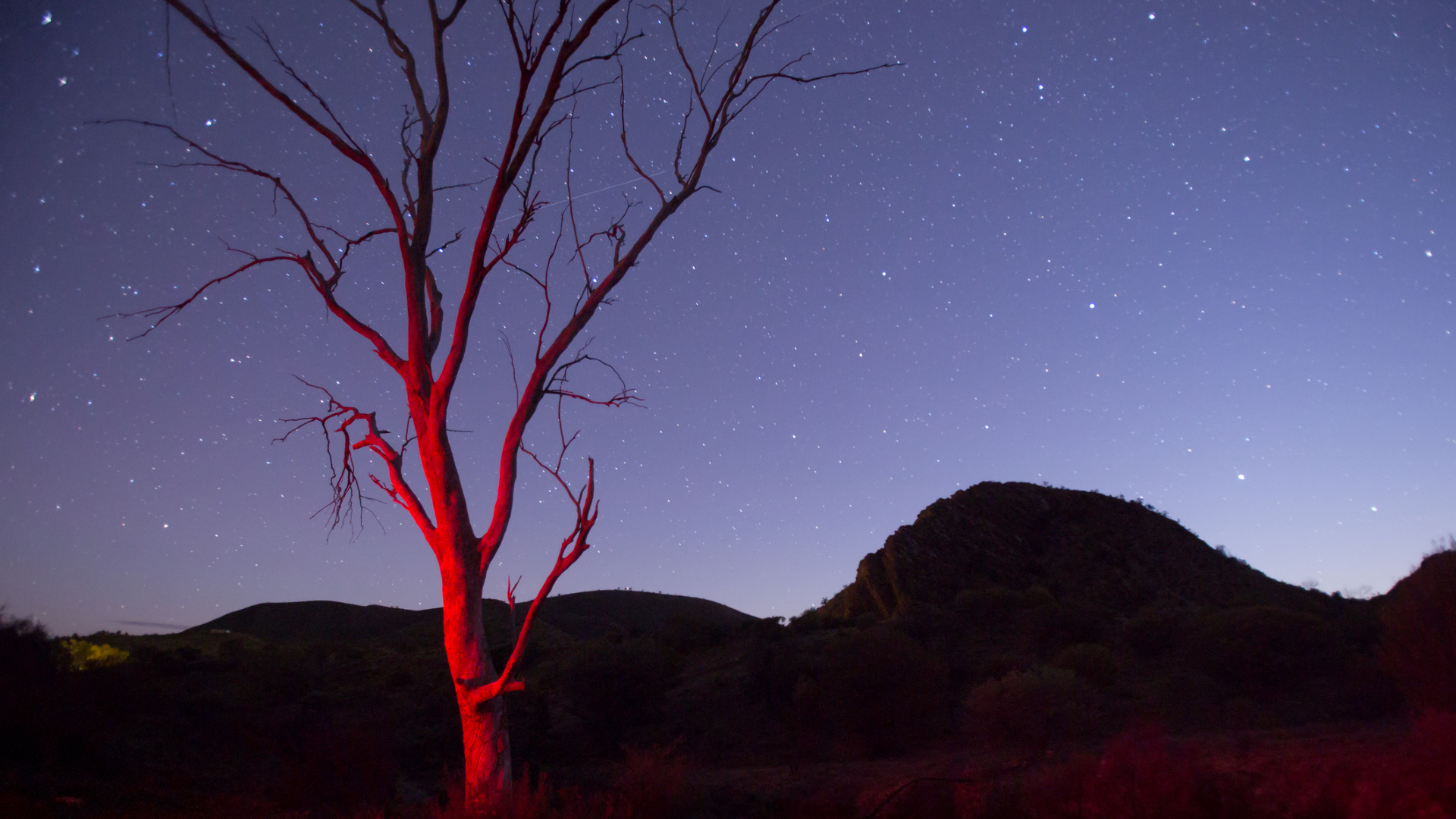 A purple night sky twinkles with white stars as a bare tree is light up in red light with a silhouetted series of hills in the background