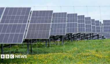 Rows of solar panels in a field of grasses and yellow wild flowers. There is a light blue sky in the background.
