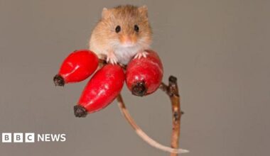 A tiny harvest mouse on top of three red berries