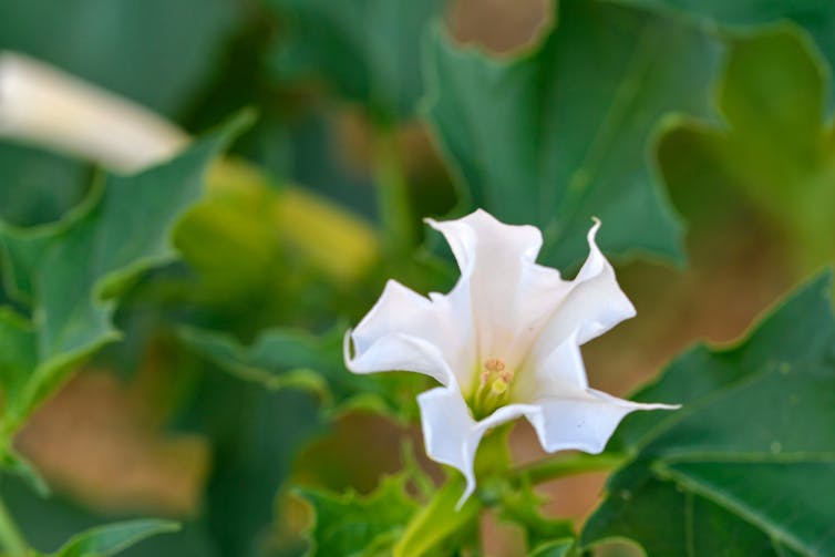 White bell shaped flower