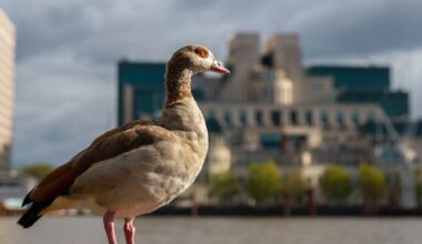 A UK climate security report backed by the intelligence services was quietly buried – a pattern we’ve seen many times before