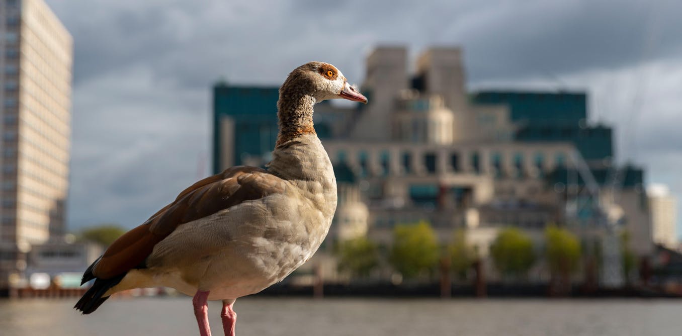 A UK climate security report backed by the intelligence services was quietly buried – a pattern we’ve seen many times before