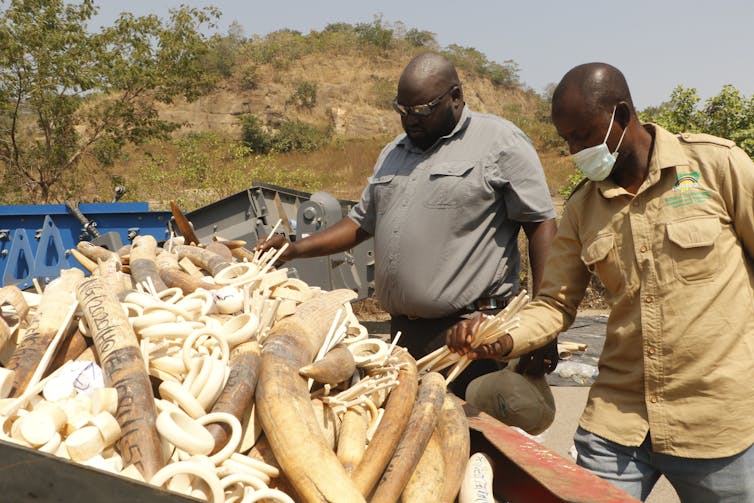 Two men look at a large bin holding tusks and other white-colored material.