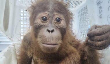 New technologies are stepping up the global fight against wildlife trafficking