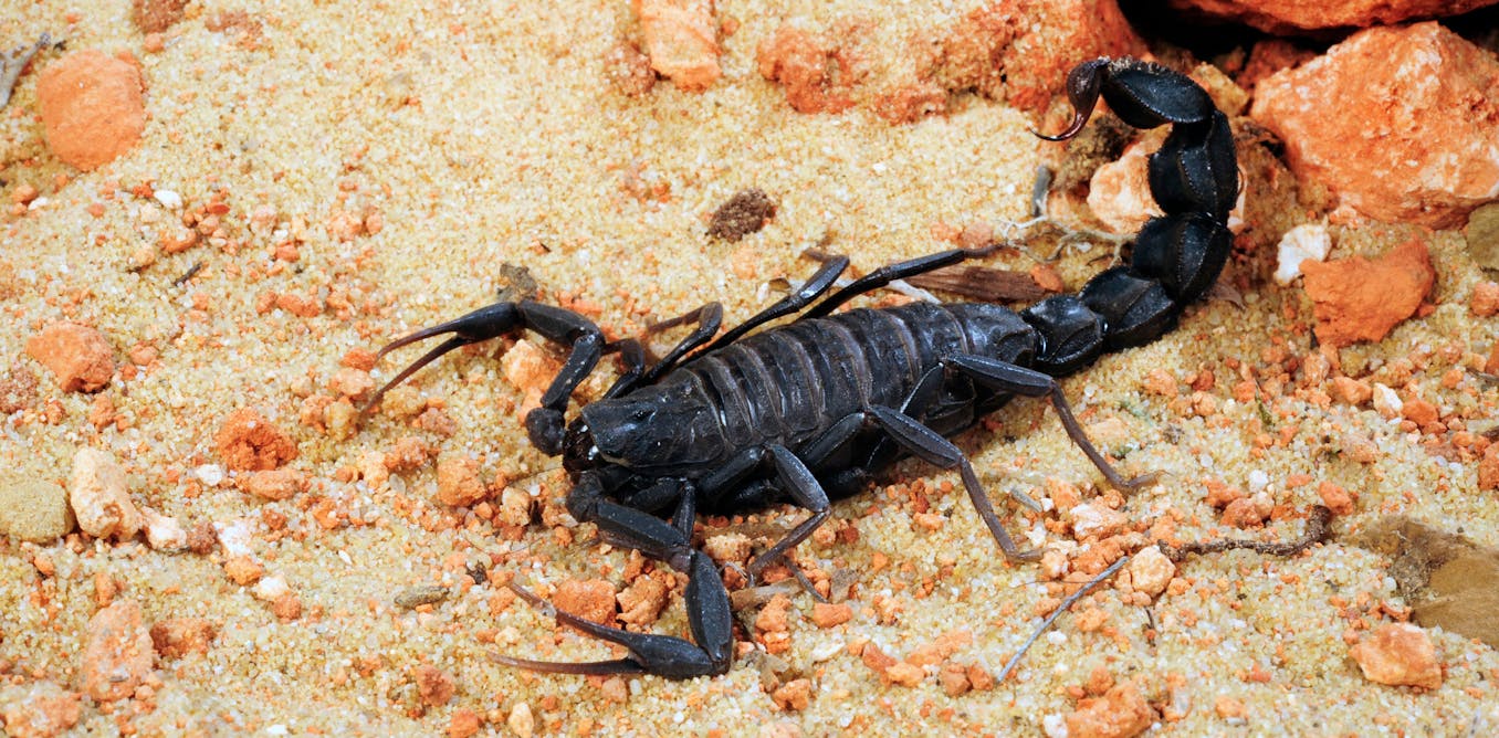 Scorpions can pose a deadly threat to children – we’re identifying the global hotspots