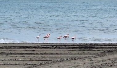 Malaga fauna: Pink flamingos on prolonged visit in Estepona