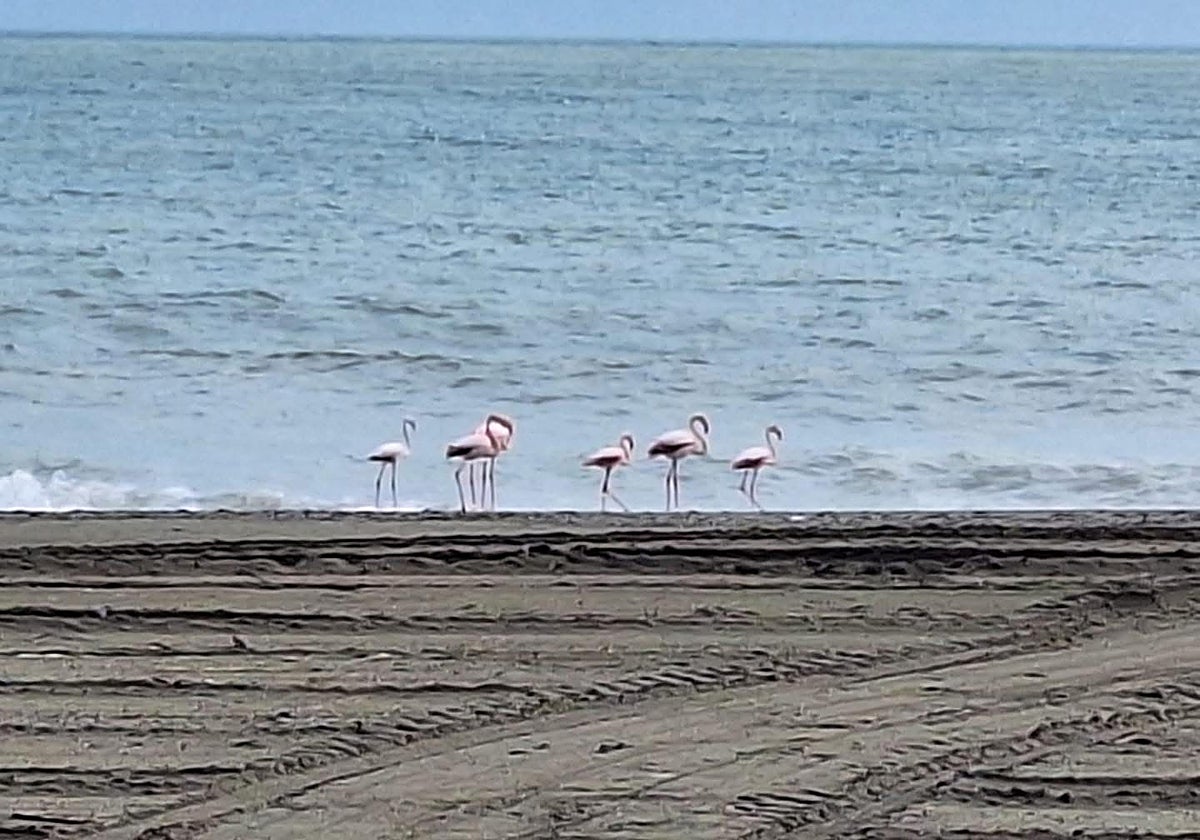 Malaga fauna: Pink flamingos on prolonged visit in Estepona