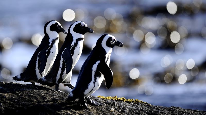 Africa’s only penguin species is starving: Is there still hope?