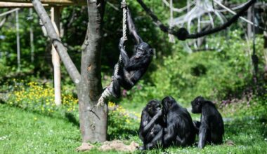 Bonobos are capable of pretend play, just like human children
