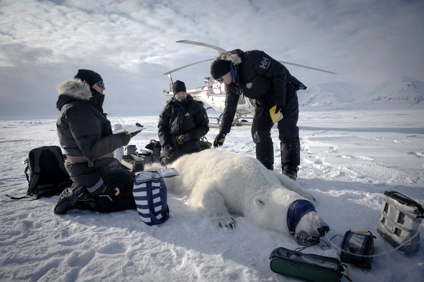 The head of the Polar Bear Program in Norway and lead study author Jon Aars (center), and Norwegian veterinarian Rolf Arne Olberg (right), measure a big male polar bear in eastern Spitzbergen, in the Svalbard archipelago, on April 17, 2025.