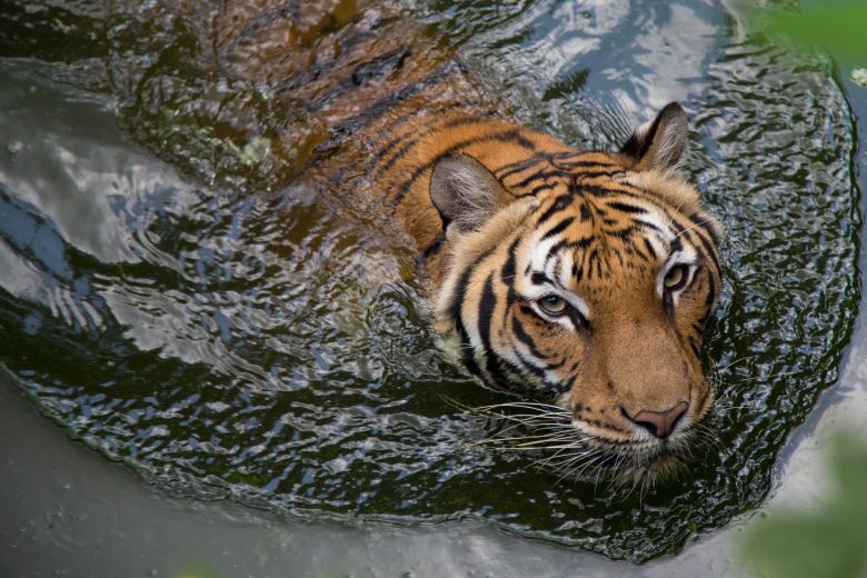 Malayan tigers are strong swimmers.