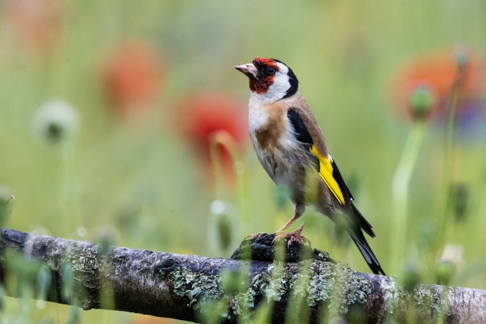 an adult european goldfinch perching on a tree trunk in the middle of a flower field