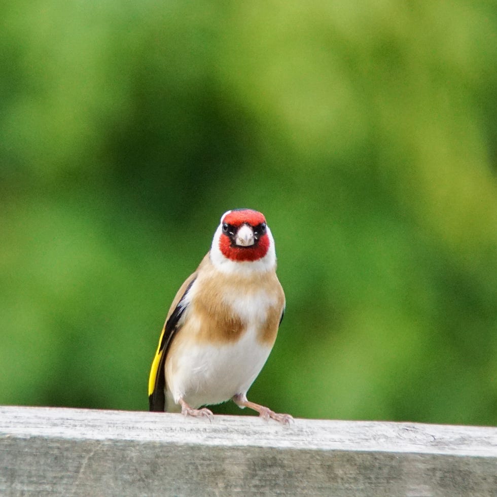 goldfinch bird