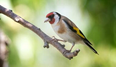 Different Types Of Finches In The UK — And How To Recognise Them