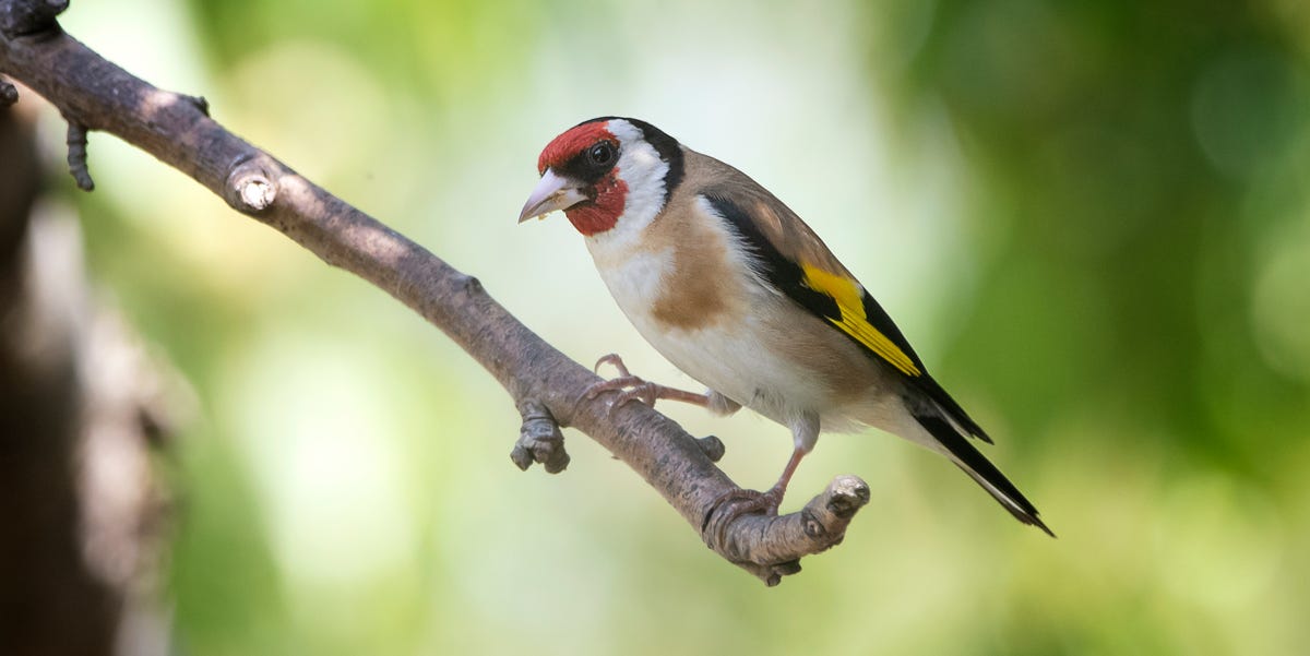 Different Types Of Finches In The UK — And How To Recognise Them