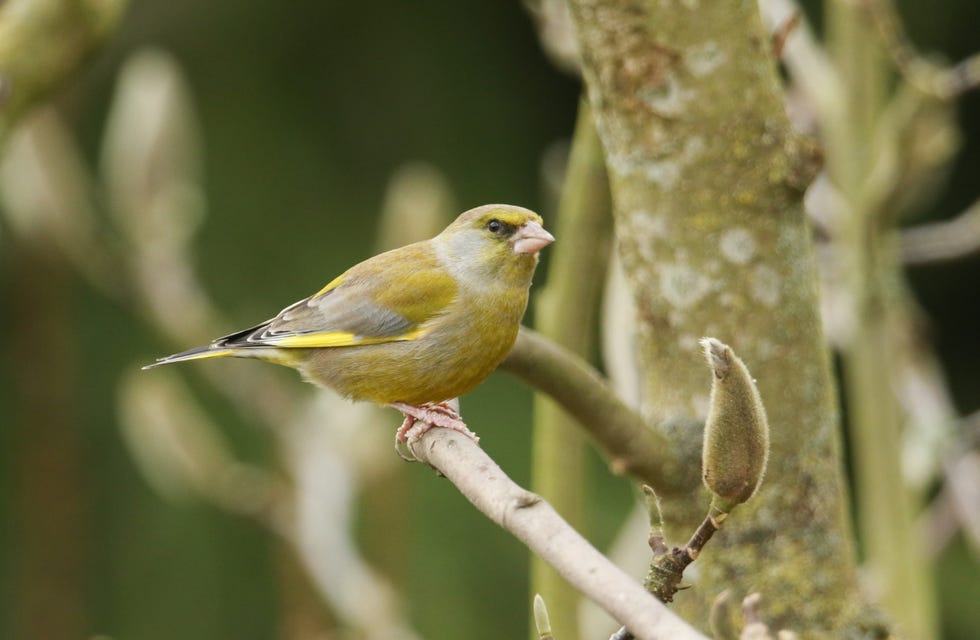 a pretty male greenfinch (carduelis chloris) perched on a magnolia tree.