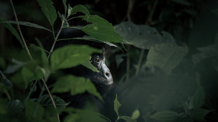 Can you have growth without environmental destruction?