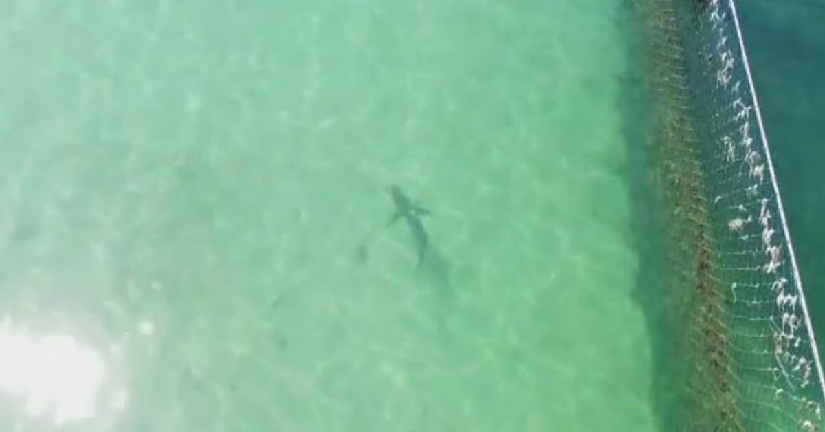Shark spotted swimming inside ocean pool at popular Manly beach