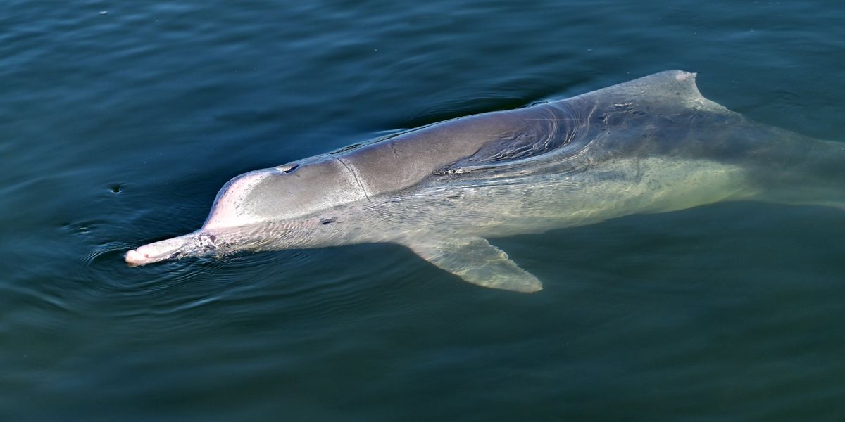 Science breakthrough as phone chemicals found in dolphin brains