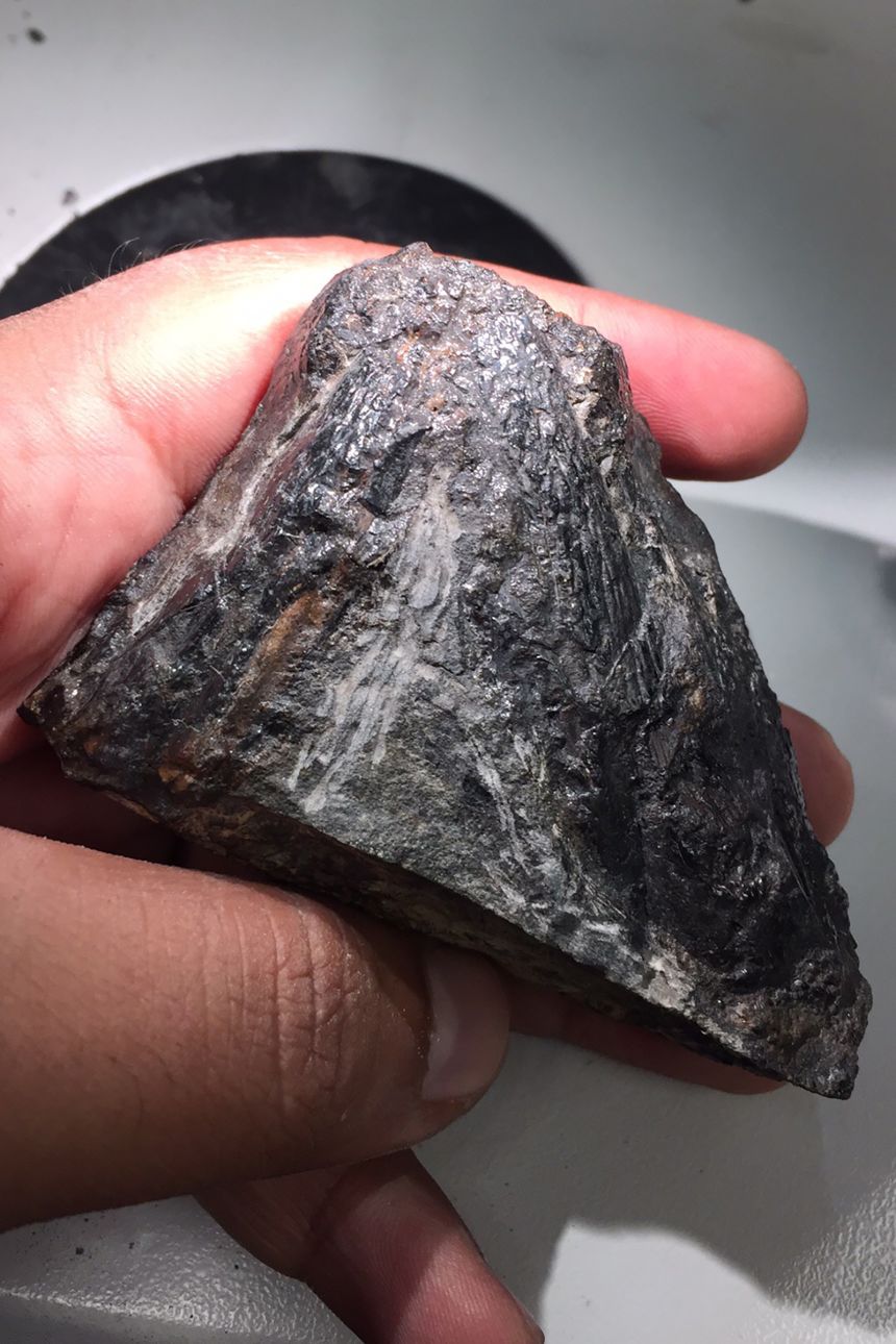 Arjan Mann holds the Tyrannoroter’s heart-shaped skull.