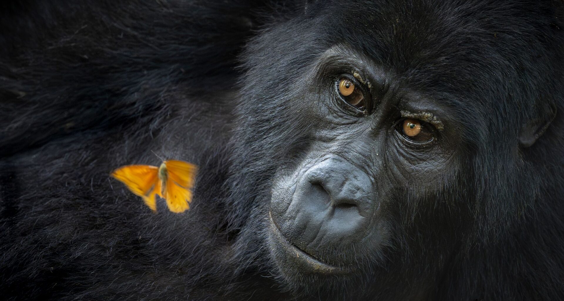 Beautiful gorilla and butterfly encounter wins top photo award – captured with 45.7MP full-frame camera sensor and world-best zoom