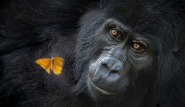 Beautiful gorilla and butterfly encounter wins top photo award – captured with 45.7MP full-frame camera sensor and world-best zoom