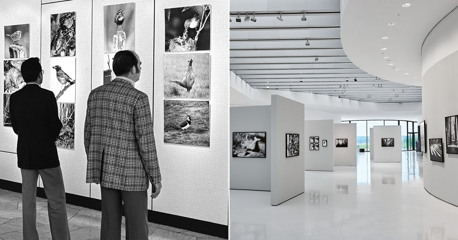 A split image showing two art galleries: the left side is black and white with two people viewing bird photographs on display; the right side is a modern gallery with photographs on white walls and no people present.