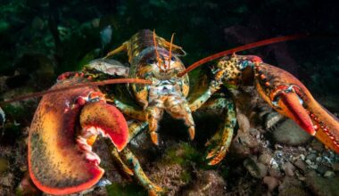 AI coding assistant Cline compromised, installs OpenClaw • The Register