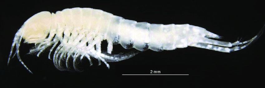 Male Specimen Of Megabathynella Totemensis