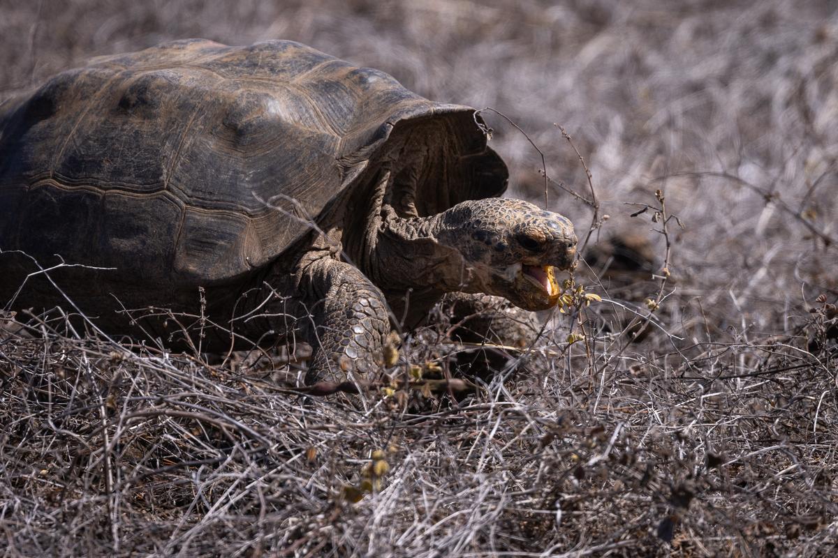 Floreana tortoise eating in its new home.