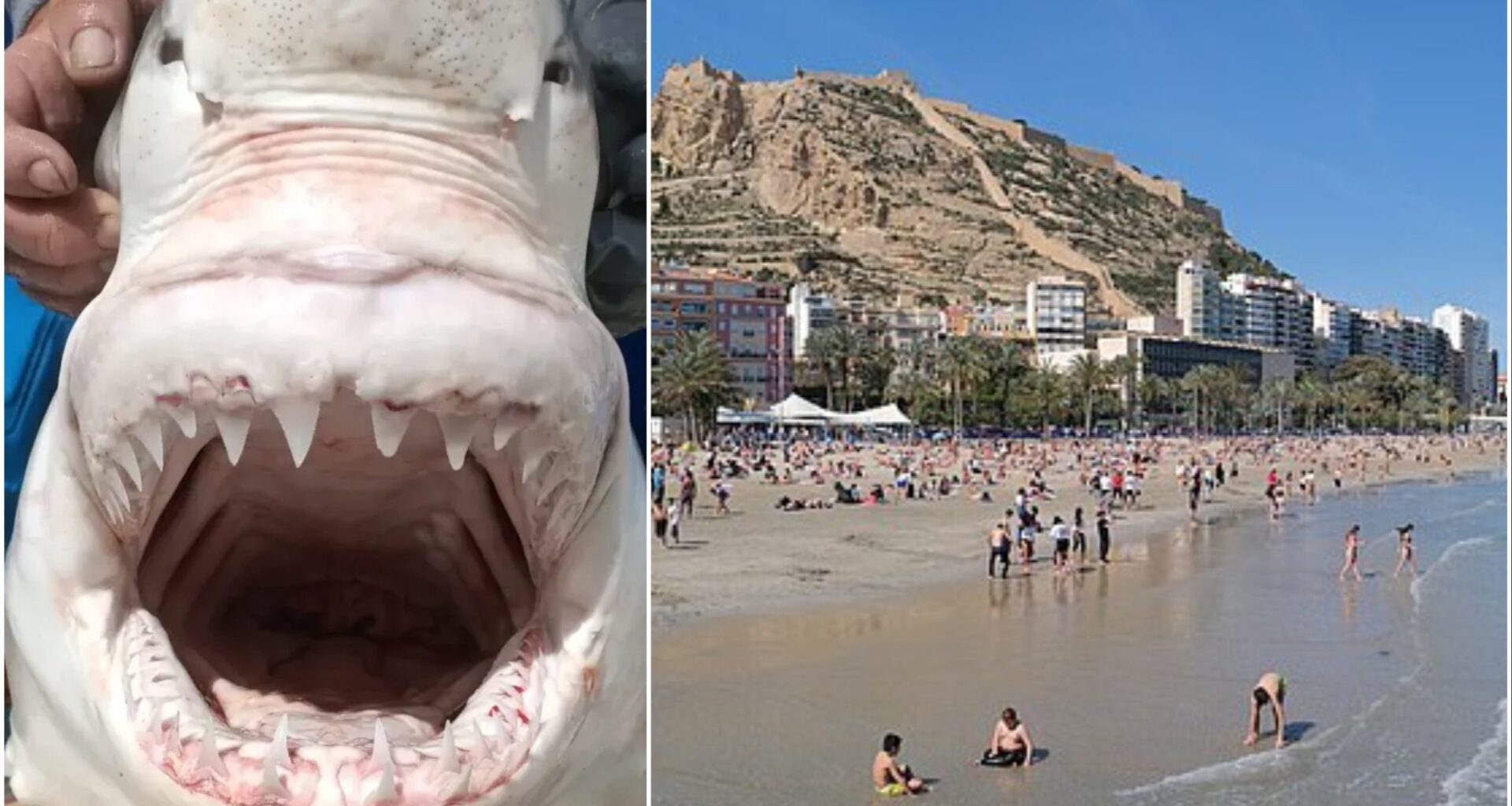 Great white shark sighting in Alicante confirmed by researchers