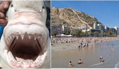 Great white shark sighting in Alicante confirmed by researchers