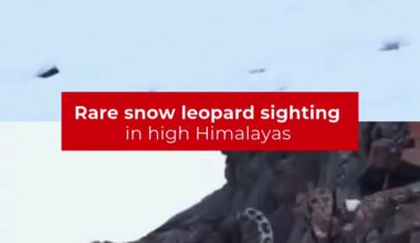 Rare Snow Leopard Spotted in High Himalayas by Project Himank - Times of India