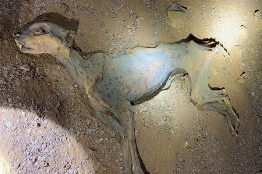 The cheetah remains in five caves were mostly intact with well-preserved soft tissue and skeletons.