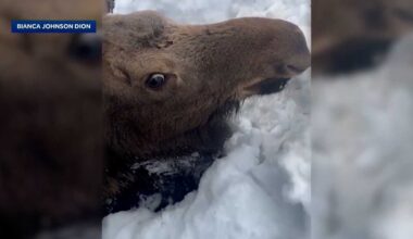 Snowmobilers dig out moose stuck in deep N.H. snowbank